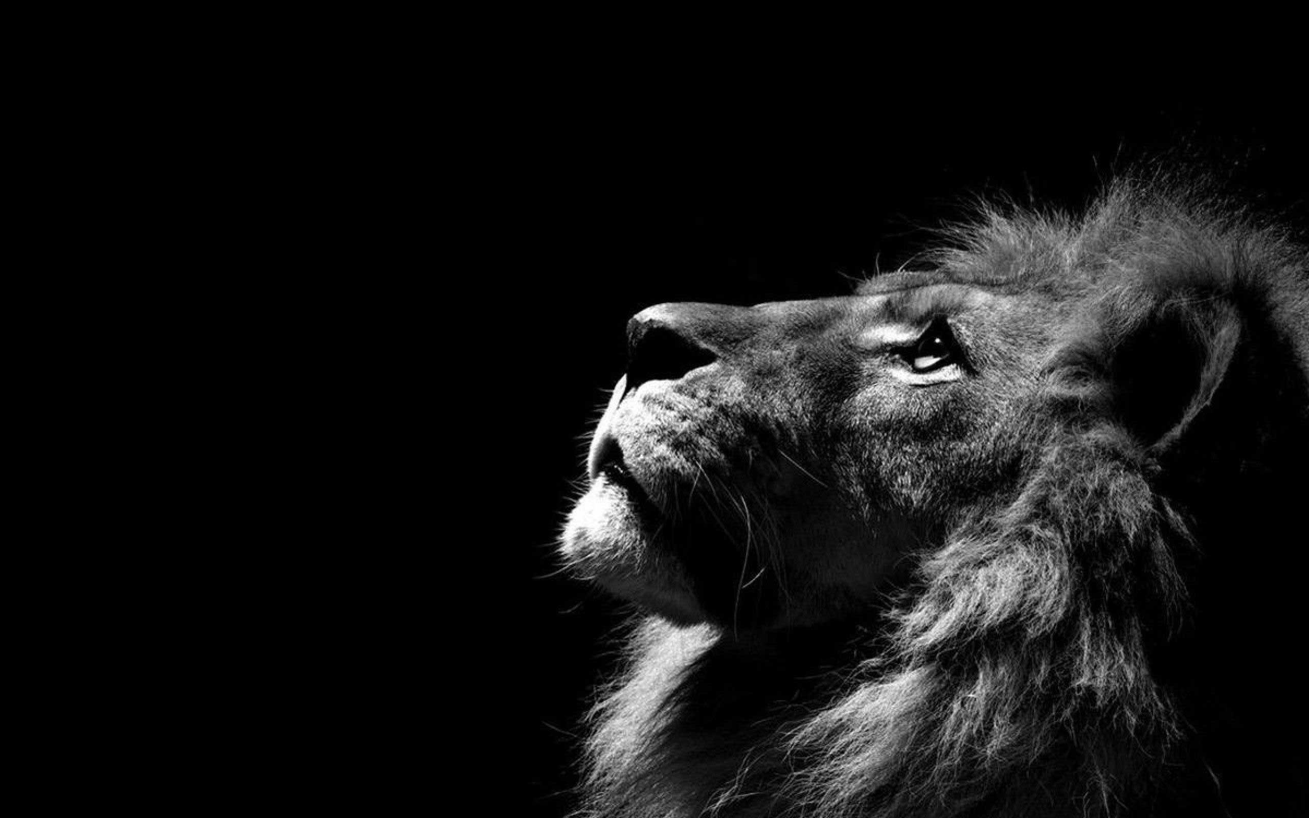 Young Lion